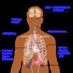 anatomy of the human body, big picture, significant symptoms of diabetes